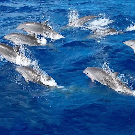 Sunset Terrace With Ocean Views דירה